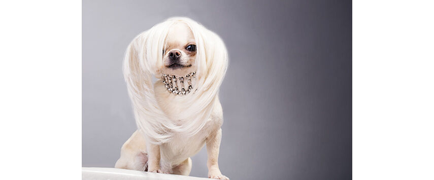 Dog Skin and Coat Care